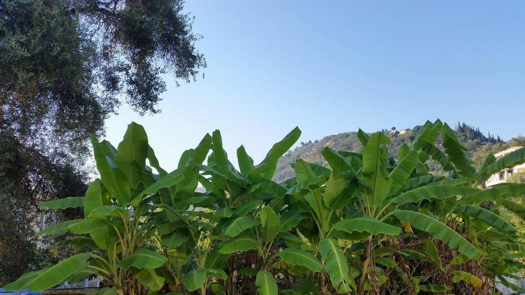 Argo, Feakia Willa Agios Gordios (Corfu)